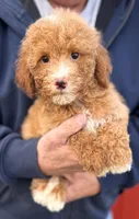 Mini Remington, a male Miniature Goldendoodle for sale in Joplin, MO – Photo 2 of 4