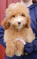 Mini Remington, a male Miniature Goldendoodle for sale in Joplin, MO – Photo 1 of 4