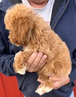 Mini Remington, a male Miniature Goldendoodle for sale in Joplin, MO – Photo 3 of 4