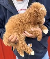 Mini Remington, a male Miniature Goldendoodle for sale in Joplin, MO – Photo 4 of 4