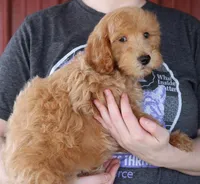 f1b Mini Max, a male Whoodle for sale in Joplin, MO – Photo 2 of 3
