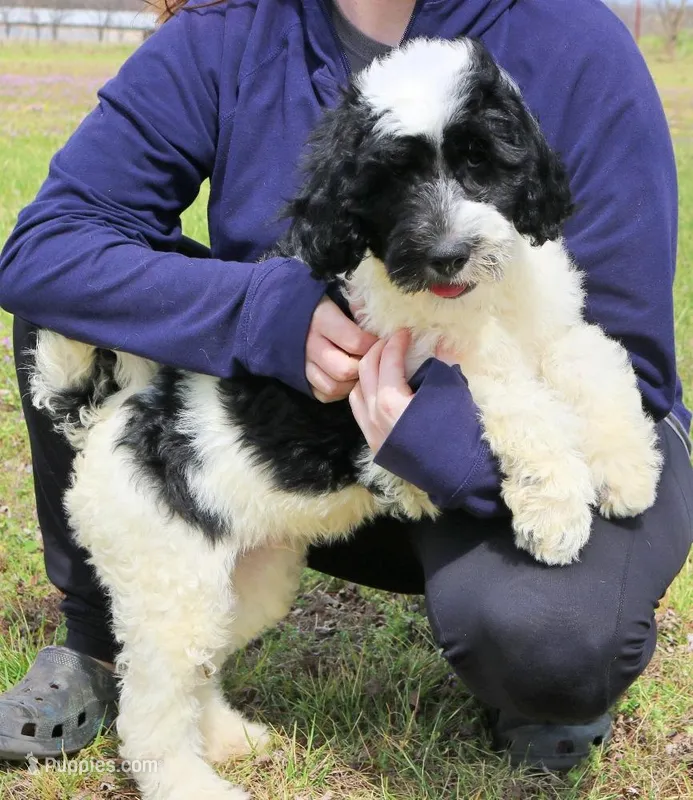 Atlas – Newfypoo puppy for sale in Joplin, MO