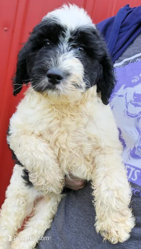 Atlas – Newfypoo puppy for sale in Joplin, MO