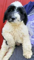 Atlas, a male Newfypoo for sale in Joplin, MO – Photo 1 of 3