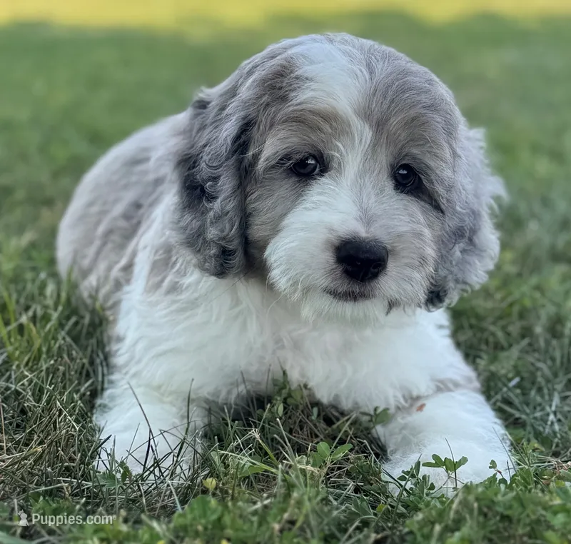 Mini Dudley – Miniature Aussiedoodle puppy for sale in Joplin, MO