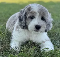 Mini Dudley, a male Miniature Aussiedoodle for sale in Joplin, MO – 1 of 6
