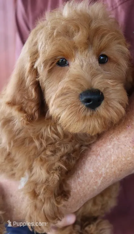 f1b Mini Toby – Whoodle puppy for sale in Joplin, MO