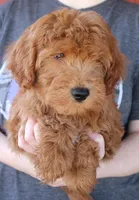 f1b Mini Toby, a male Whoodle for sale in Joplin, MO – Photo 1 of 3