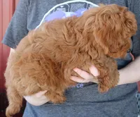 f1b Mini Toby, a male Whoodle for sale in Joplin, MO – Photo 2 of 3