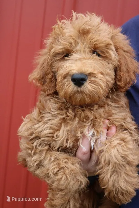 f1b Mini Toby – Whoodle puppy for sale in Joplin, MO