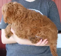 f1b Mini Toby, a male Whoodle for sale in Joplin, MO – Photo 3 of 3