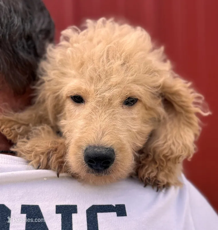 F1B Mini Prince – Miniature Goldendoodle puppy for sale in Joplin, MO