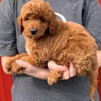 Lil' Brooks, a male Cavapoo for sale in Joplin, MO – Photo 3 of 3