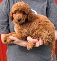 Brooks, a male Cavapoo for sale in Joplin, MO – Photo 3 of 3