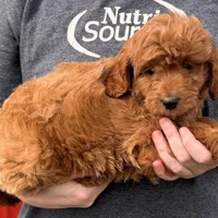 Lil' Brooks, a male Cavapoo for sale in Joplin, MO – Photo 2 of 3