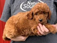 Brooks, a male Cavapoo for sale in Joplin, MO – Photo 2 of 3