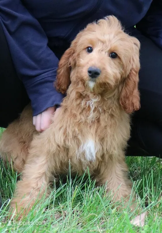 Lil' Brooks – Cavapoo puppy for sale in Joplin, MO