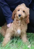 Lil' Brooks, a male Cavapoo for sale in Joplin, MO – 1 of 1