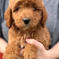Lil' Brooks, a male Cavapoo for sale in Joplin, MO – Photo 1 of 3