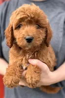 Brooks, a male Cavapoo for sale in Joplin, MO – Photo 1 of 3
