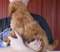 f1b Mini Tillie, a female Whoodle for sale in Joplin, MO – Photo 3 of 3