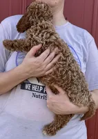 f1b Mini Mandy, a female Whoodle for sale in Joplin, MO – 2 of 3