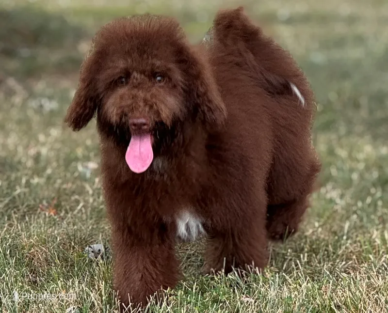Mini Paisley Green eyes – Whoodle puppy for sale in Joplin, MO
