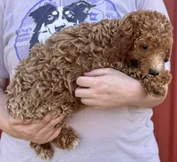 f1b Mini Mandy, a female Whoodle for sale in Joplin, MO – 3 of 3