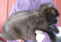 Silver Mini Baylor, a female Whoodle for sale in Joplin, MO – Photo 3 of 3