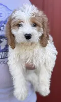 Harper, a female Cavapoo for sale in Joplin, MO – 1 of 3