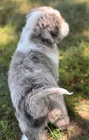 Mini Dudley, a male Miniature Aussiedoodle for sale in Joplin, MO – 3 of 6