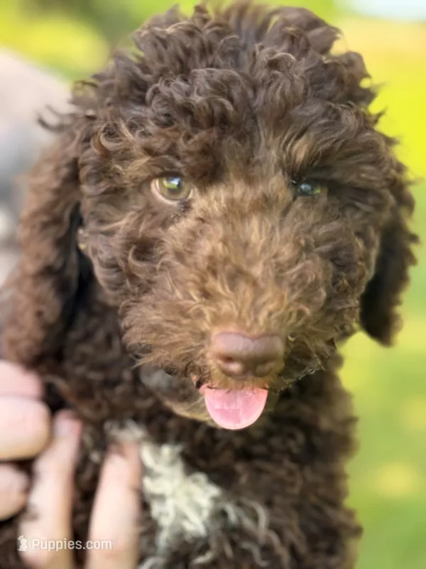 Mini Paisley – Whoodle puppy for sale in Joplin, MO