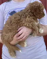 Harmony, a female Cavapoo for sale in Joplin, MO – 2 of 3