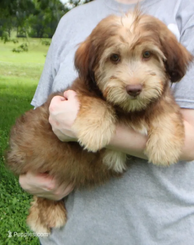 Mini Indie Green eyes! – Whoodle puppy for sale in Joplin, MO