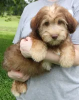 Mini Indie Green eyes!, a female Whoodle for sale in Joplin, MO – 1 of 5