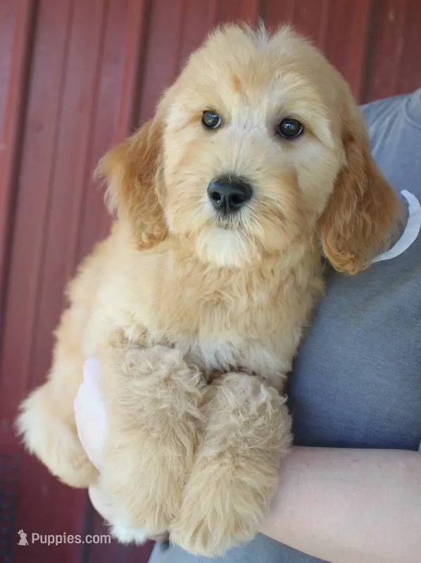 F1B Piper – Goldendoodle puppy for sale in Joplin, MO