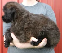 Standard size Bristol, a female Whoodle for sale in Joplin, MO – 2 of 3