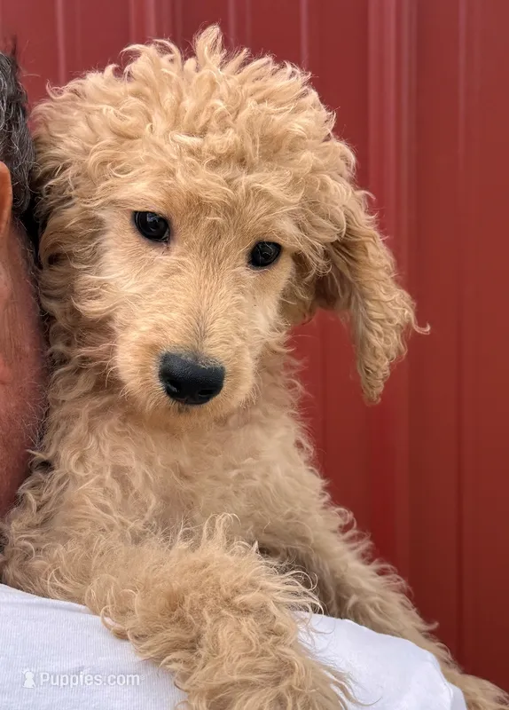 F1B Mini Preston – Miniature Goldendoodle puppy for sale in Joplin, MO