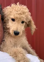 F1B Mini Preston, a male Miniature Goldendoodle for sale in Joplin, MO – 1 of 4