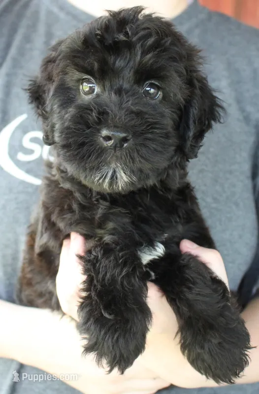 Mini Skyler – Whoodle puppy for sale in Joplin, MO