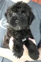 Mini Skyler, a female Whoodle for sale in Joplin, MO – 1 of 3