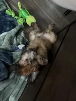 Zeus, a male Soft Coated Wheaten Terrier for sale in San Antonio, TX – Photo 2 of 3