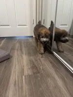 Zeus, a male Soft Coated Wheaten Terrier for sale in San Antonio, TX – Photo 3 of 3