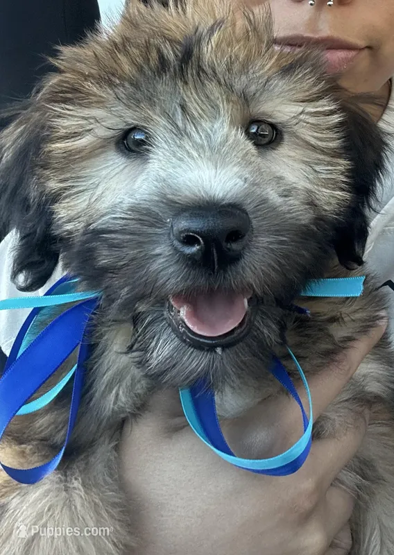 Zeus – Soft Coated Wheaten Terrier puppy for sale in San Antonio, TX
