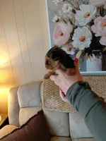 Micky  t-cup , a male Yorkshire Terrier for sale in Fogelsville, PA – 6 of 7