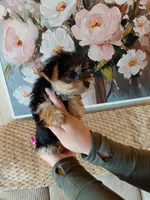Ellie small toy, a female Yorkshire Terrier for sale in Fogelsville, PA – 3 of 7