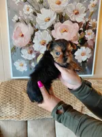 Mia t-cup , a female Yorkshire Terrier for sale in Fogelsville, PA – 4 of 6