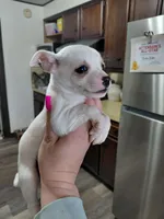 Peanut t-cup, a male Chihuahua for sale in Kutztown, PA – Photo 3 of 8