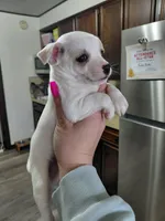 Peanut t-cup, a male Chihuahua for sale in Kutztown, PA – Photo 2 of 8