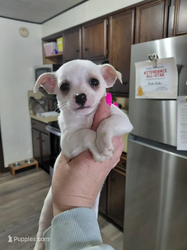 Peanut t-cup  – Chihuahua puppy for sale in Kutztown, PA